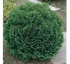 Кипарисовик Лавсона Минима Глаука (Minima Glauca) С2